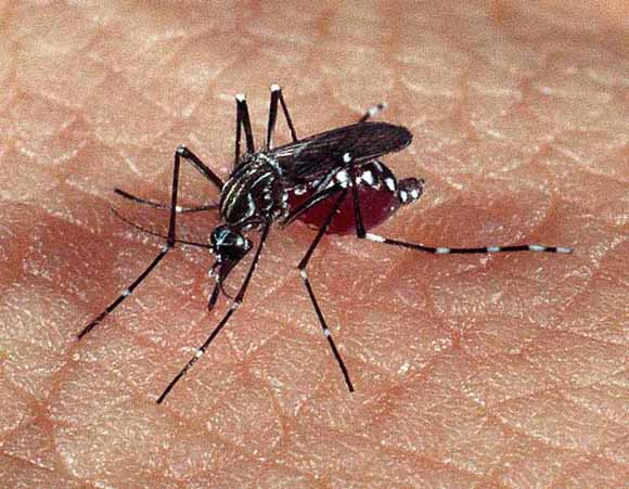 pernilongo-da-dengue