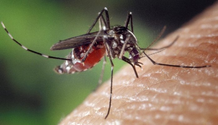 Saúde-confirma-4.855-casos-de-Chikungunya-no-RN-696x398